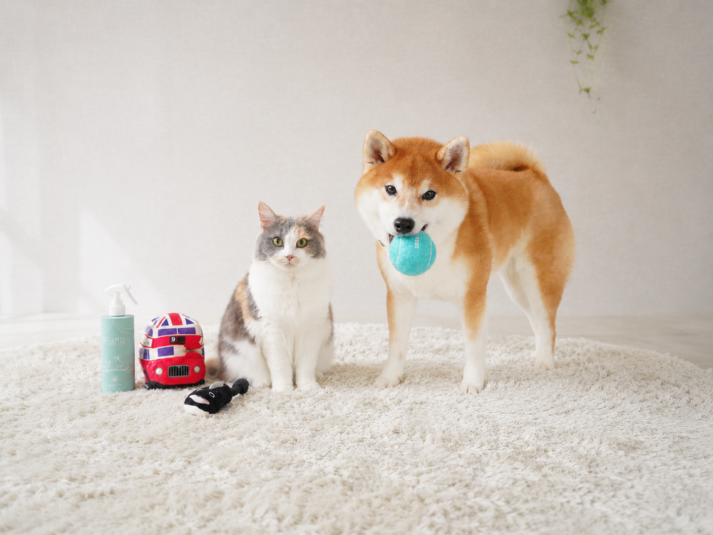 ペシュマルとペットのある暮らし（犬・猫）