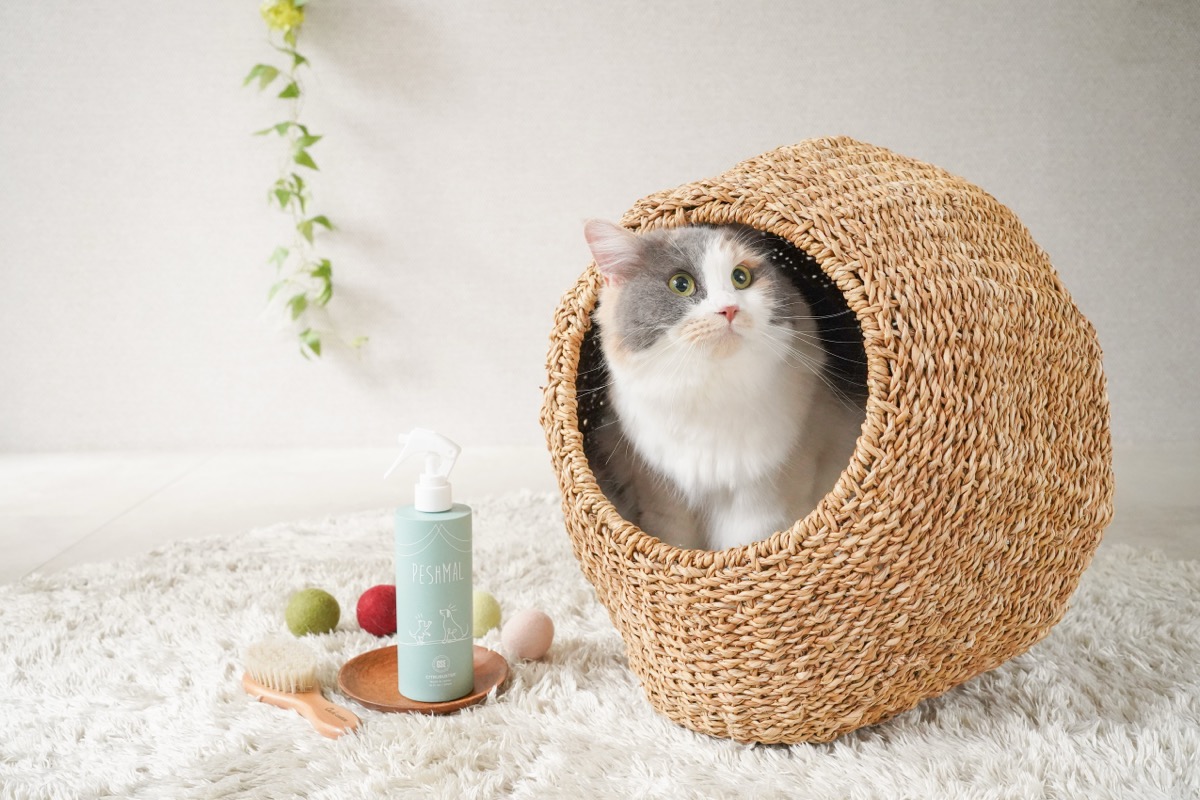 ペシュマルとペット（猫）