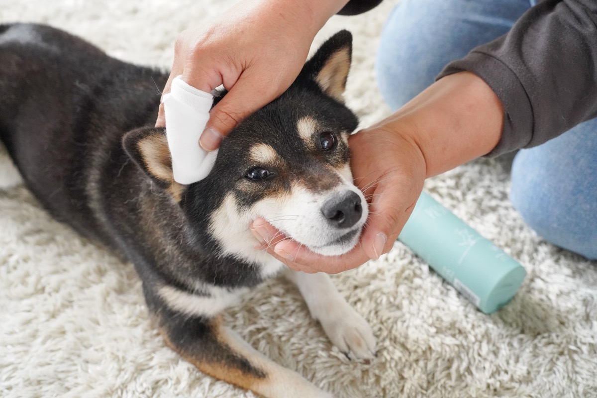 ペシュマルでペットをケアする様子（犬）
